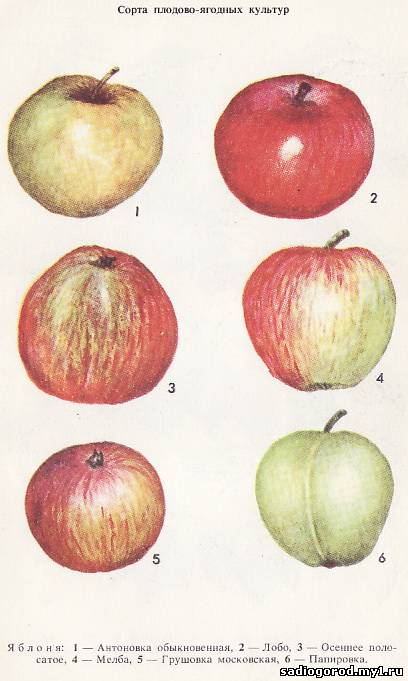Как отличить сорта. Сорта яблок грушевидной формы. Сорт яблони с плодами грушевидной формы. Сорта яблок окружающий мир 2 класс разные. Сорта яблони народной селекции.